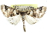 ( - CCDB-29068-A10)  @11 [ ] CreativeCommons - Attribution (2017) CBG Photography Group Centre for Biodiversity Genomics