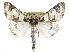  ( - CCDB-29068-A11)  @11 [ ] CreativeCommons - Attribution (2017) CBG Photography Group Centre for Biodiversity Genomics