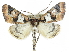  ( - CCDB-29068-B01)  @14 [ ] CreativeCommons - Attribution (2017) CBG Photography Group Centre for Biodiversity Genomics