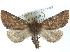  ( - CCDB-29068-B05)  @14 [ ] CreativeCommons - Attribution (2017) CBG Photography Group Centre for Biodiversity Genomics