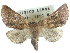  ( - CCDB-29068-B07)  @13 [ ] CreativeCommons - Attribution (2017) CBG Photography Group Centre for Biodiversity Genomics