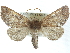  ( - CCDB-29068-B08)  @13 [ ] CreativeCommons - Attribution (2017) CBG Photography Group Centre for Biodiversity Genomics
