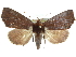  ( - CCDB-29068-D06)  @11 [ ] CreativeCommons - Attribution (2017) CBG Photography Group Centre for Biodiversity Genomics