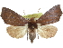  ( - CCDB-29068-D07)  @11 [ ] CreativeCommons - Attribution (2017) CBG Photography Group Centre for Biodiversity Genomics