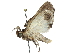  ( - CCDB-29068-D12)  @11 [ ] CreativeCommons - Attribution (2017) CBG Photography Group Centre for Biodiversity Genomics