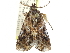  ( - CCDB-29068-E02)  @11 [ ] CreativeCommons - Attribution (2017) CBG Photography Group Centre for Biodiversity Genomics