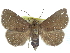  (Saroba albopunctata - CCDB-29068-G01)  @14 [ ] CreativeCommons - Attribution (2017) CBG Photography Group Centre for Biodiversity Genomics