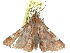  (Saroba finipalpis - CCDB-29068-G02)  @11 [ ] CreativeCommons - Attribution (2017) CBG Photography Group Centre for Biodiversity Genomics