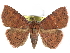  (Saroba phoenicias - CCDB-29068-G03)  @14 [ ] CreativeCommons - Attribution (2017) CBG Photography Group Centre for Biodiversity Genomics