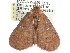  (Saroba brunnea - CCDB-29068-G05)  @12 [ ] CreativeCommons - Attribution (2017) CBG Photography Group Centre for Biodiversity Genomics