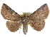  (Saroba ochreisparsa - CCDB-29068-G06)  @14 [ ] CreativeCommons - Attribution (2017) CBG Photography Group Centre for Biodiversity Genomics