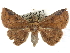  (Saroba ceylonica - CCDB-29068-G07)  @14 [ ] CreativeCommons - Attribution (2017) CBG Photography Group Centre for Biodiversity Genomics