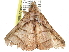  ( - CCDB-29068-G11)  @11 [ ] CreativeCommons - Attribution (2017) CBG Photography Group Centre for Biodiversity Genomics