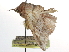  ( - CCDB-29068-G12)  @11 [ ] CreativeCommons - Attribution (2017) CBG Photography Group Centre for Biodiversity Genomics
