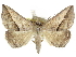  ( - CCDB-29068-H06)  @11 [ ] CreativeCommons - Attribution (2017) CBG Photography Group Centre for Biodiversity Genomics