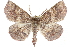 ( - CCDB-29069-A03)  @15 [ ] CreativeCommons - Attribution (2016) CBG Photography Group Centre for Biodiversity Genomics