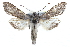  ( - CCDB-29069-A08)  @13 [ ] CreativeCommons - Attribution (2016) CBG Photography Group Centre for Biodiversity Genomics
