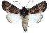  ( - CCDB-29069-A11)  @11 [ ] CreativeCommons - Attribution (2016) CBG Photography Group Centre for Biodiversity Genomics