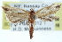  ( - CCDB-29069-E06)  @11 [ ] CreativeCommons - Attribution (2016) CBG Photography Group Centre for Biodiversity Genomics