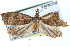  ( - CCDB-29069-G06)  @11 [ ] CreativeCommons - Attribution (2016) CBG Photography Group Centre for Biodiversity Genomics