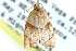  ( - CCDB-29069-G09)  @11 [ ] CreativeCommons - Attribution (2016) CBG Photography Group Centre for Biodiversity Genomics