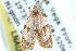  ( - CCDB-29069-G10)  @11 [ ] CreativeCommons - Attribution (2016) CBG Photography Group Centre for Biodiversity Genomics