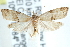 ( - CCDB-29069-H06)  @14 [ ] CreativeCommons - Attribution (2016) CBG Photography Group Centre for Biodiversity Genomics