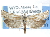  ( - CCDB-29454-D01)  @13 [ ] CreativeCommons - Attribution (2017) CBG Photography Group Centre for Biodiversity Genomics