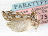  (Pelochrista atascosana - CCDB-29454-D05)  @11 [ ] CreativeCommons - Attribution (2017) CBG Photography Group Centre for Biodiversity Genomics
