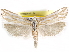  (Pelochrista aurilineana - CCDB-29454-D06)  @14 [ ] CreativeCommons - Attribution (2017) CBG Photography Group Centre for Biodiversity Genomics