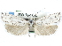  (Pelochrista crabtreei - CCDB-29454-D12)  @14 [ ] CreativeCommons - Attribution (2017) CBG Photography Group Centre for Biodiversity Genomics