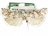  (Pelochrista hazelana - CCDB-29454-E07)  @11 [ ] CreativeCommons - Attribution (2017) CBG Photography Group Centre for Biodiversity Genomics