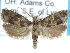  (Pelochrista lynxana - CCDB-29454-E09)  @14 [ ] CreativeCommons - Attribution (2017) CBG Photography Group Centre for Biodiversity Genomics