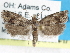 ( - CCDB-29454-E11)  @13 [ ] CreativeCommons - Attribution (2017) CBG Photography Group Centre for Biodiversity Genomics