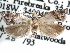  ( - CCDB-29454-F06)  @11 [ ] CreativeCommons - Attribution (2017) CBG Photography Group Centre for Biodiversity Genomics