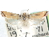  (Rhyacionia salmonicolor - CCDB-29454-G01)  @11 [ ] CreativeCommons - Attribution (2017) CBG Photography Group Centre for Biodiversity Genomics