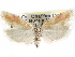  (Rhyacionia versicolor - CCDB-29454-G04)  @11 [ ] CreativeCommons - Attribution (2017) CBG Photography Group Centre for Biodiversity Genomics
