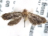  ( - CCDB-29454-G08)  @13 [ ] CreativeCommons - Attribution (2017) CBG Photography Group Centre for Biodiversity Genomics