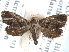  ( - CCDB-29454-G09)  @13 [ ] CreativeCommons - Attribution (2017) CBG Photography Group Centre for Biodiversity Genomics
