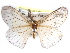  ( - CCDB-29455-A06)  @11 [ ] CreativeCommons - Attribution (2017) CBG Photography Group Centre for Biodiversity Genomics
