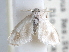  (Microrape - CCDB-29455-A11)  @11 [ ] CreativeCommons - Attribution (2017) CBG Photography Group Centre for Biodiversity Genomics