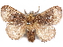  (Tryphax cinereus - CCDB-29455-B12)  @11 [ ] CreativeCommons - Attribution (2017) CBG Photography Group Centre for Biodiversity Genomics