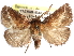  ( - CCDB-29455-D10)  @11 [ ] CreativeCommons - Attribution (2017) CBG Photography Group Centre for Biodiversity Genomics