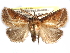  ( - CCDB-29455-D11)  @11 [ ] CreativeCommons - Attribution (2017) CBG Photography Group Centre for Biodiversity Genomics