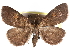 ( - CCDB-29455-F01)  @11 [ ] CreativeCommons - Attribution (2017) CBG Photography Group Centre for Biodiversity Genomics
