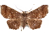  ( - CCDB-29455-F05)  @12 [ ] CreativeCommons - Attribution (2017) CBG Photography Group Centre for Biodiversity Genomics