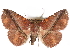  ( - CCDB-29455-F11)  @11 [ ] CreativeCommons - Attribution (2017) CBG Photography Group Centre for Biodiversity Genomics
