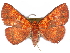 ( - CCDB-29455-G07)  @14 [ ] CreativeCommons - Attribution (2017) CBG Photography Group Centre for Biodiversity Genomics