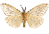  (Ogoa - CCDB-29455-H04)  @15 [ ] CreativeCommons - Attribution (2017) CBG Photography Group Centre for Biodiversity Genomics