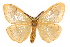  (Pteredoa - CCDB-29455-H05)  @15 [ ] CreativeCommons - Attribution (2017) CBG Photography Group Centre for Biodiversity Genomics